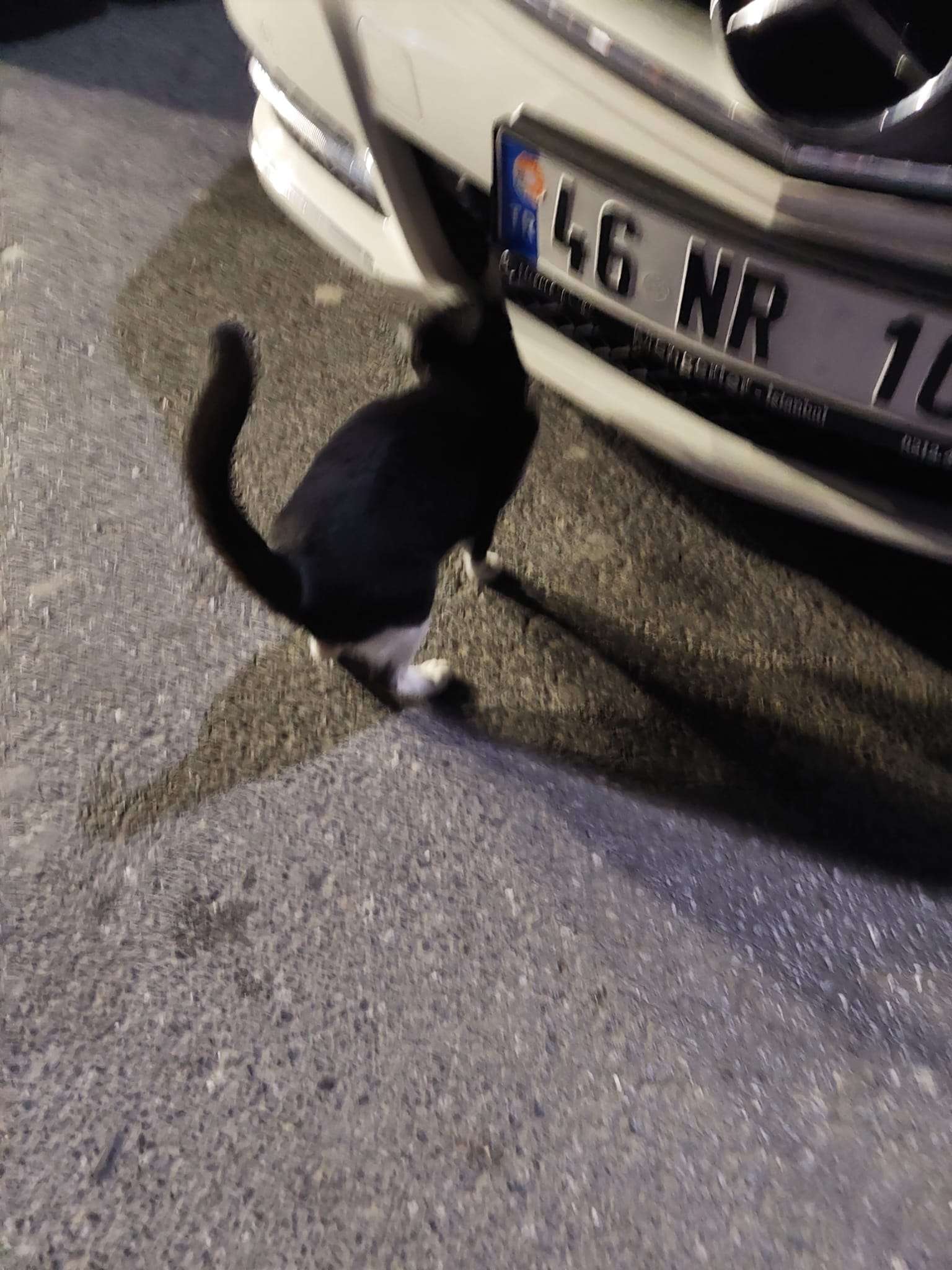 Kayıp Kedi Sahibi Araniyor