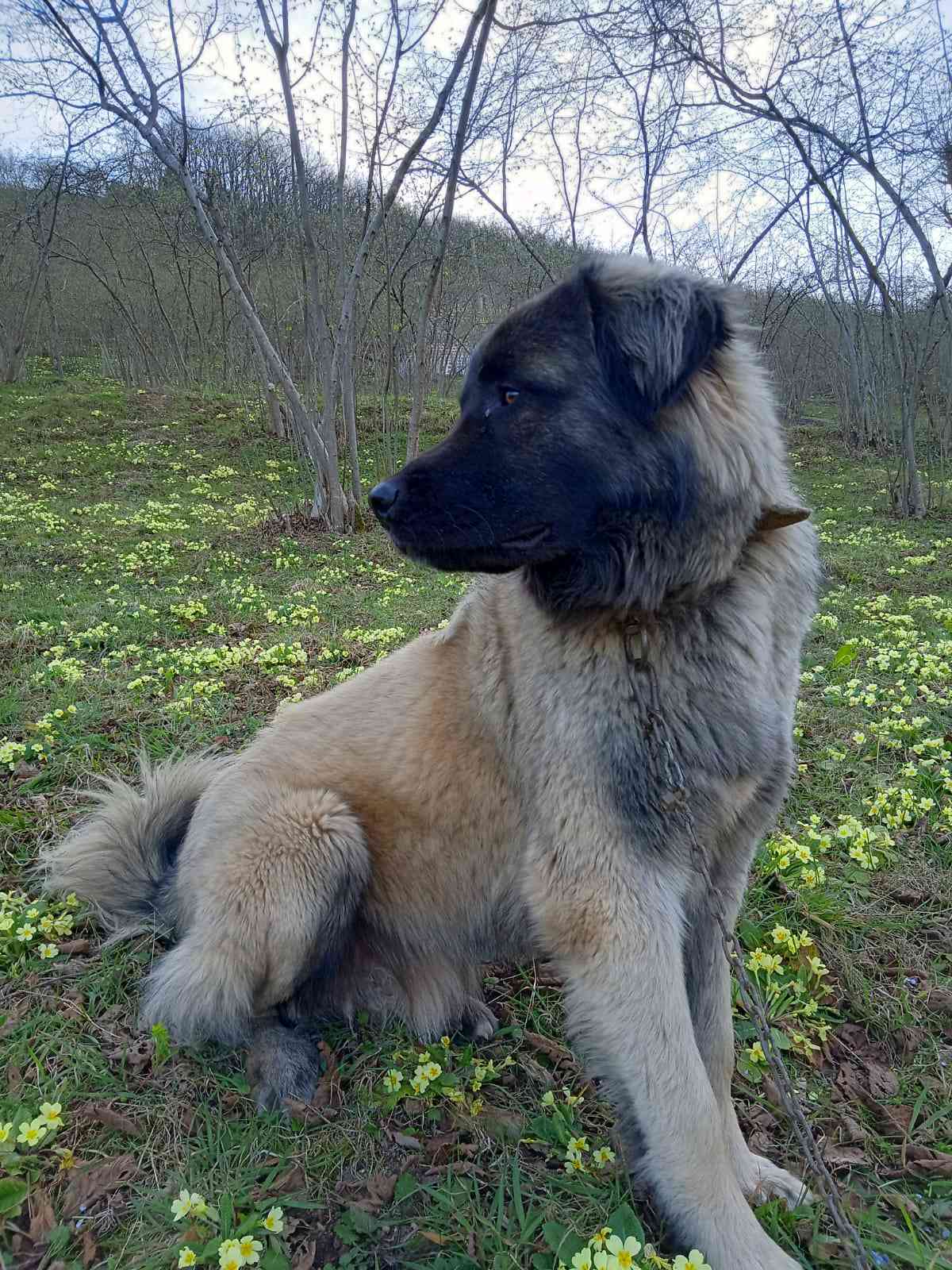 Trabzon Arakli Kalecikte Coban Kopegim Kayboldu Ilani 2172 Goren Duyan