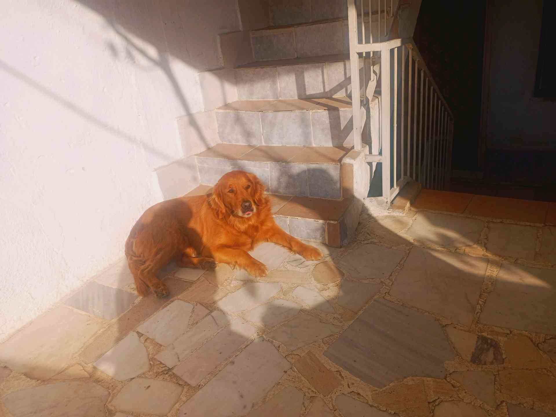 İzmir Bayraklı çay MH kızıl golden erkek köpeğim adı