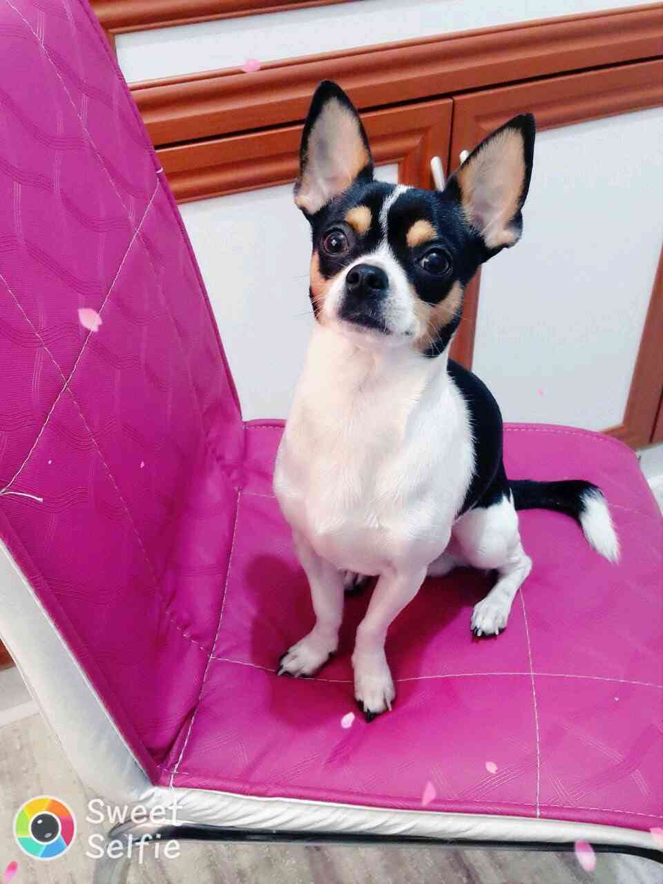 Trabzon Çarşıbaşı da Chihuahua cinsi köpeğim kayboldu.
