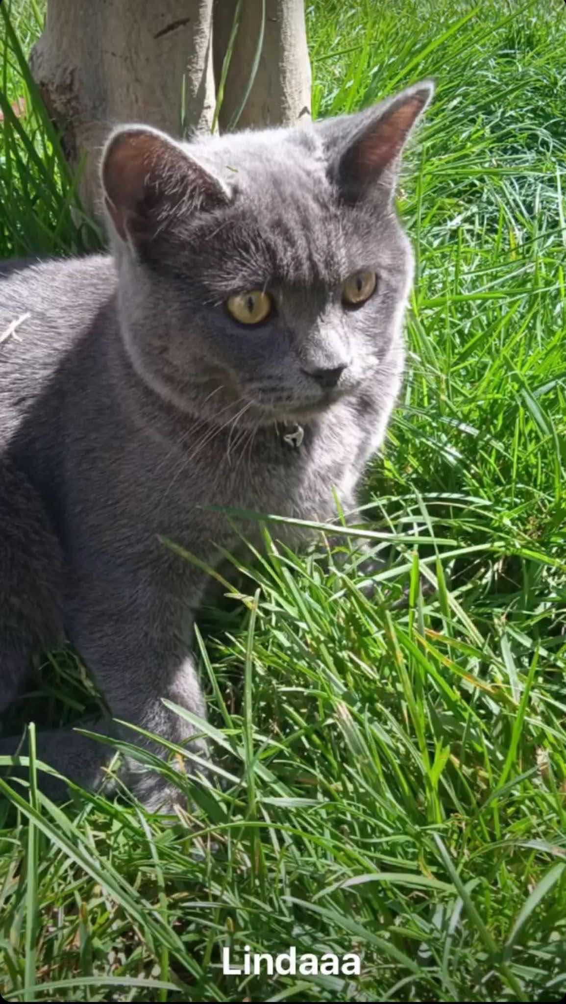 Gri renkli ela gözlü british kedim kayıp 