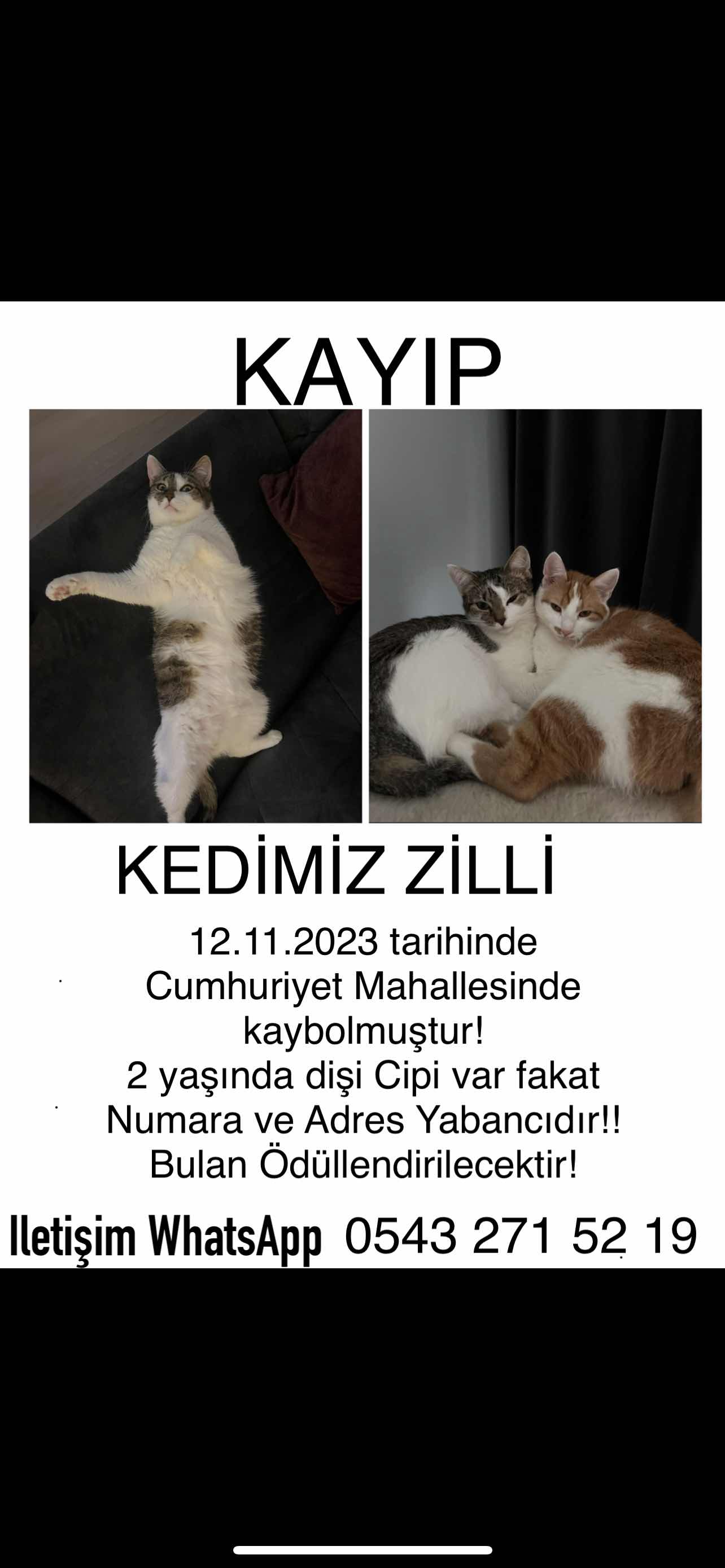 Ordu Cumhuriyet Mahalleside Gri Beyaz Kedim Kayboldu!