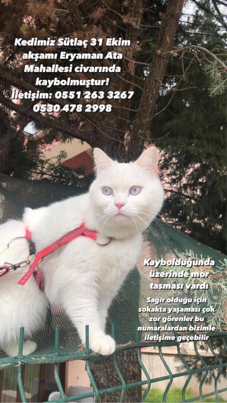 hırçın kızımız