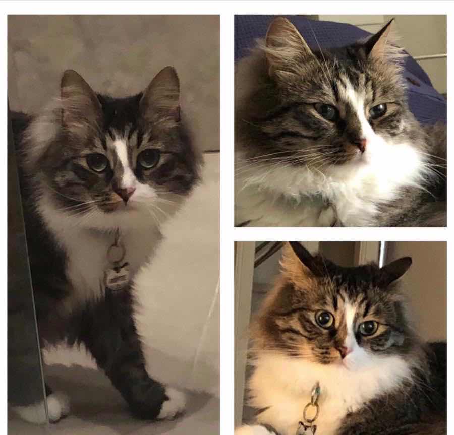 İstanbul Tarabya�da Köfte Kedi Kayboldu! İlanı 5211 Gören Duyan