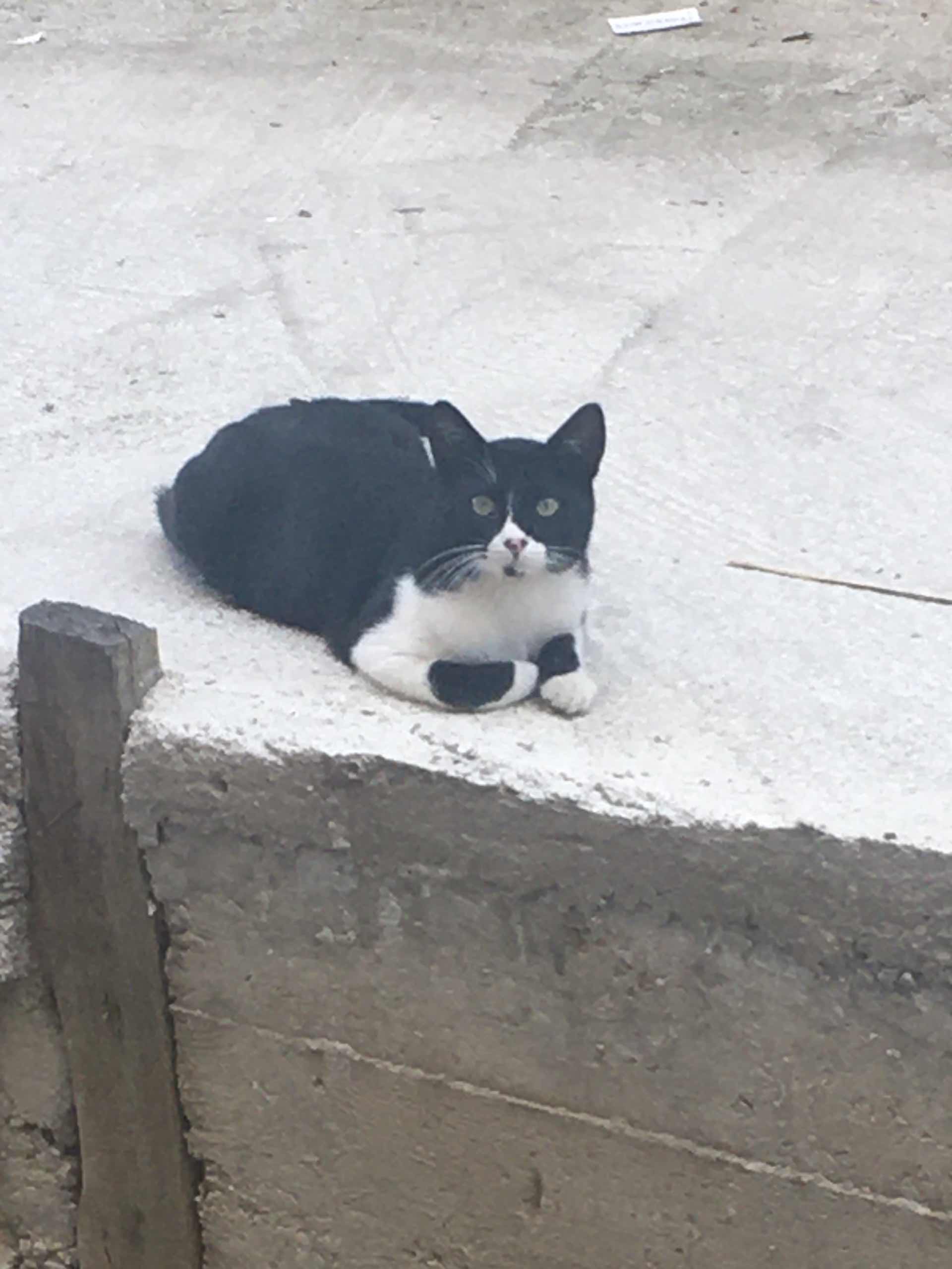 AnkaraMamakCengizhan mah. smokin kedi sahibi aranıyor İlanı 3447