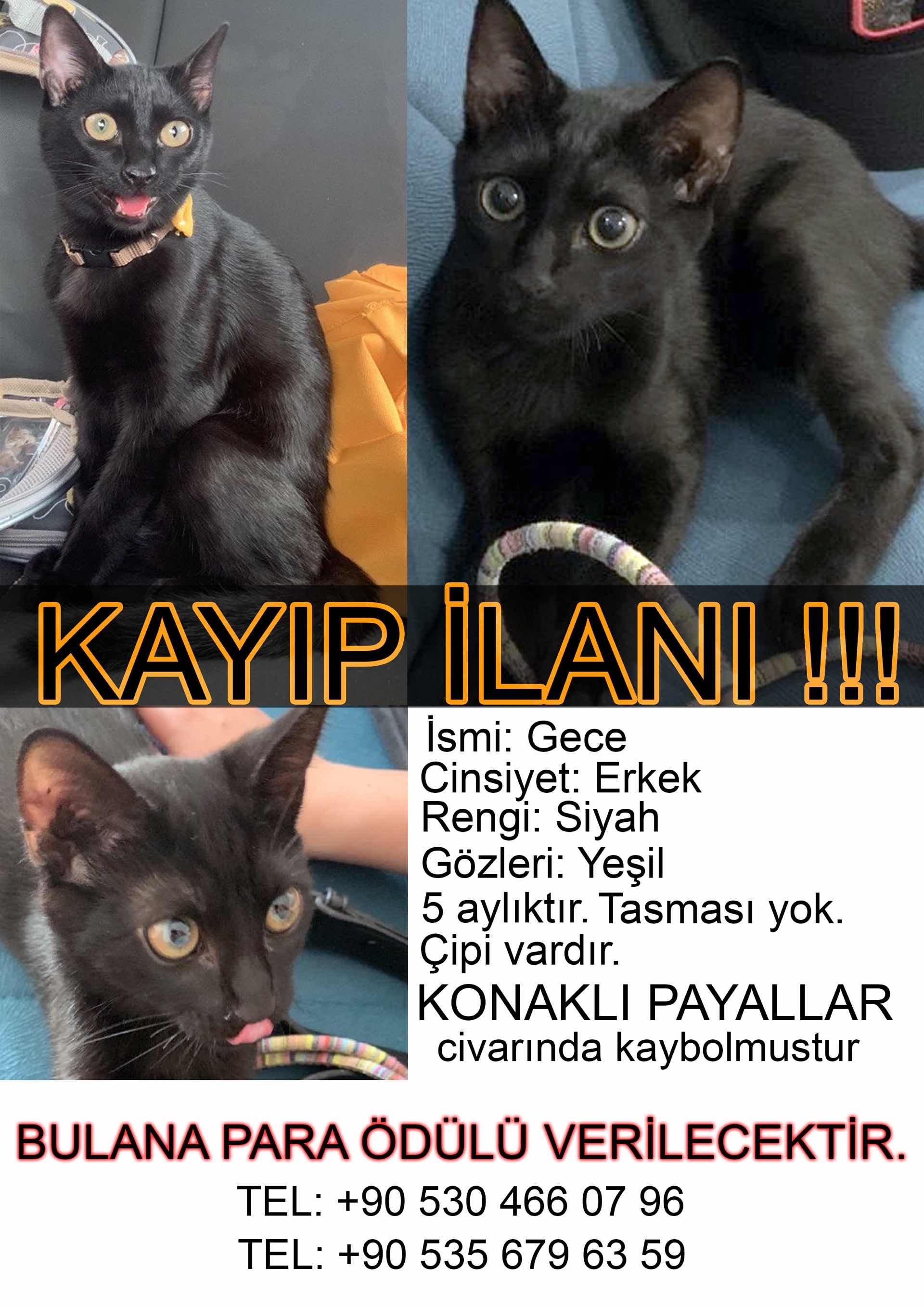 GECE KAYIP