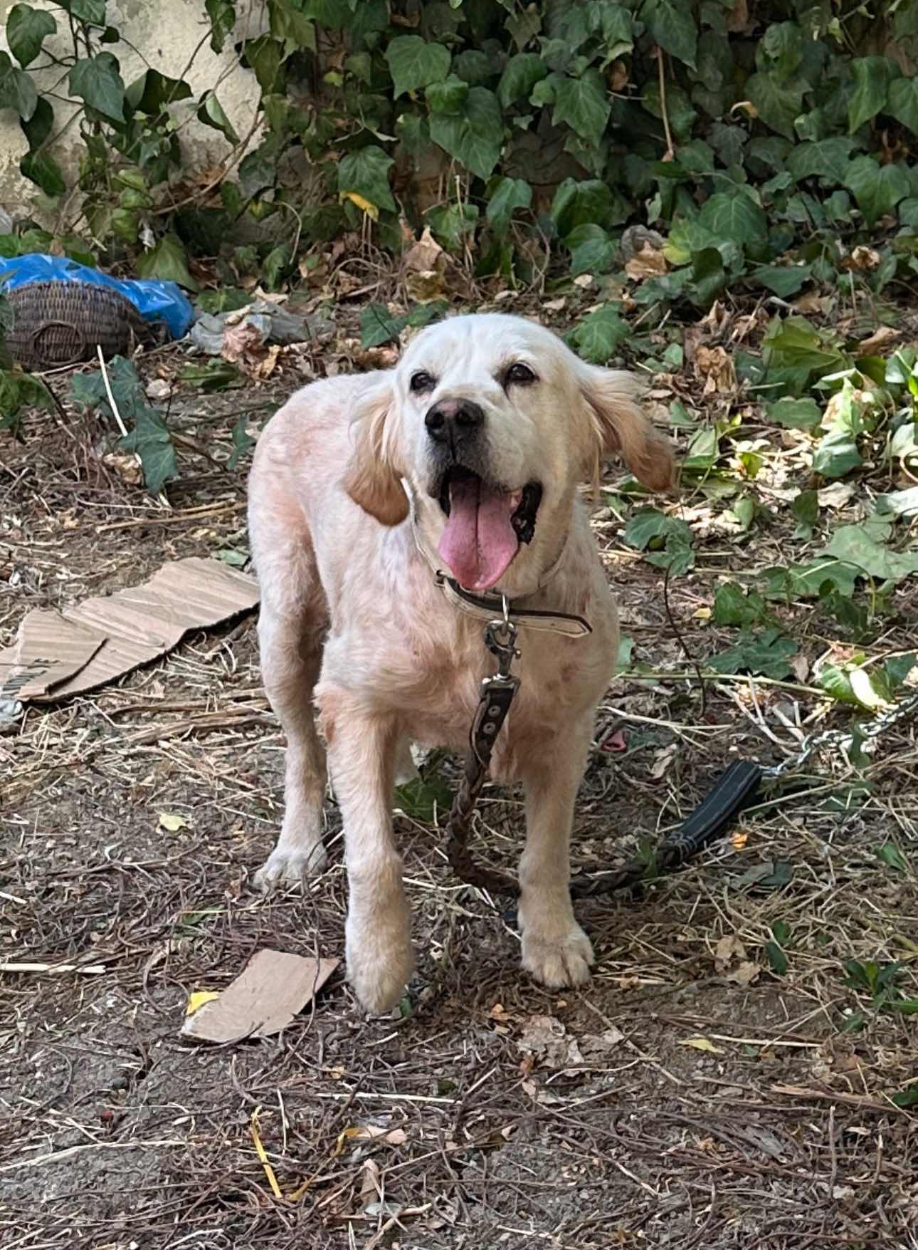 istanbul bakırköy floryadan golden köpeğİmiz kayıp