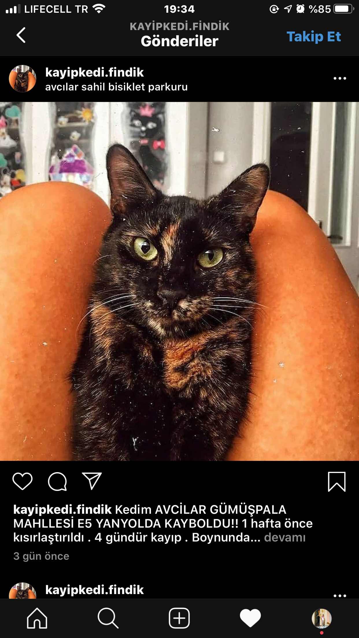 kayıp kedi fındık Gören Duyan
