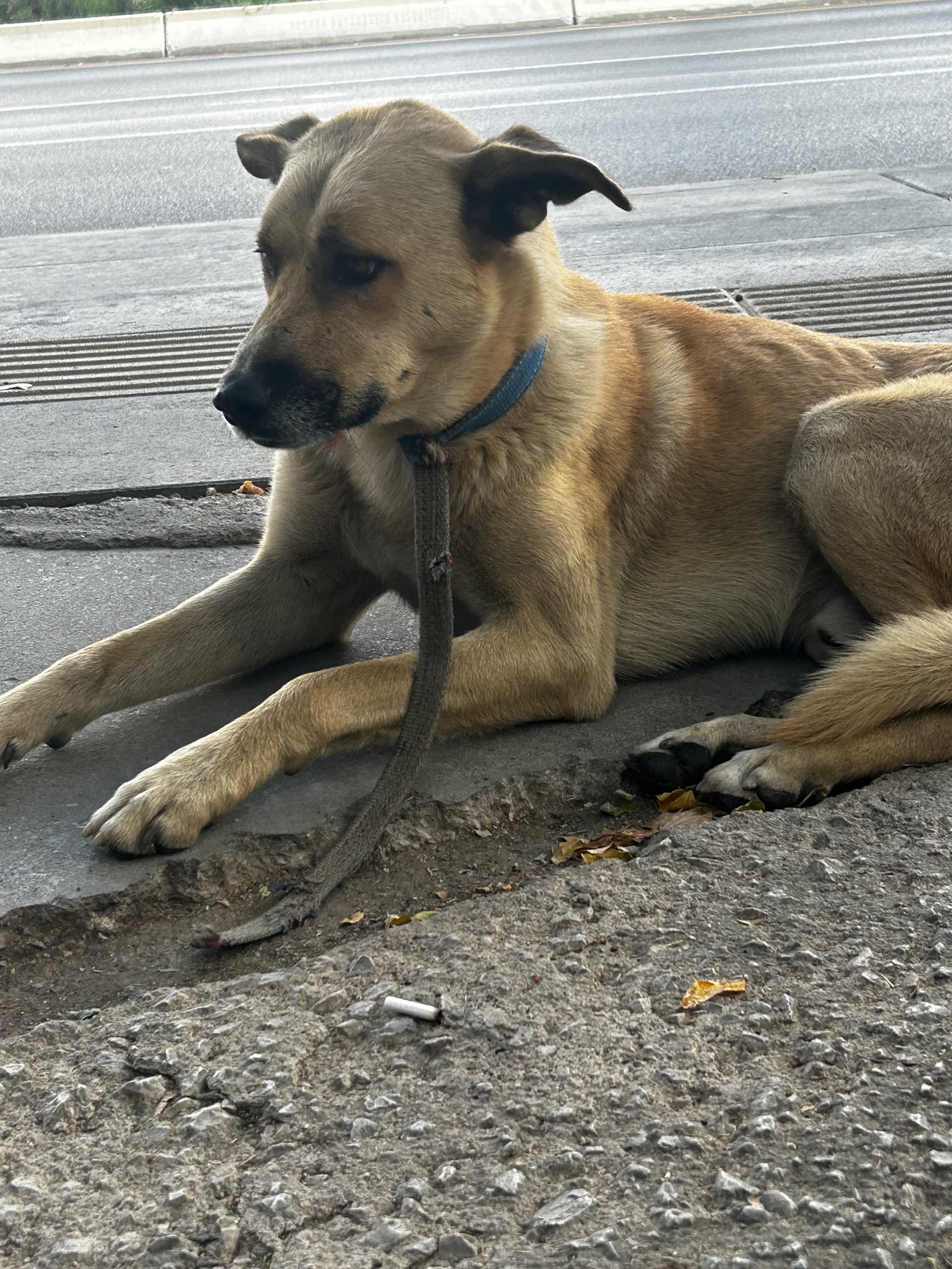 Batıkent, Ankara Köpek Bulduk