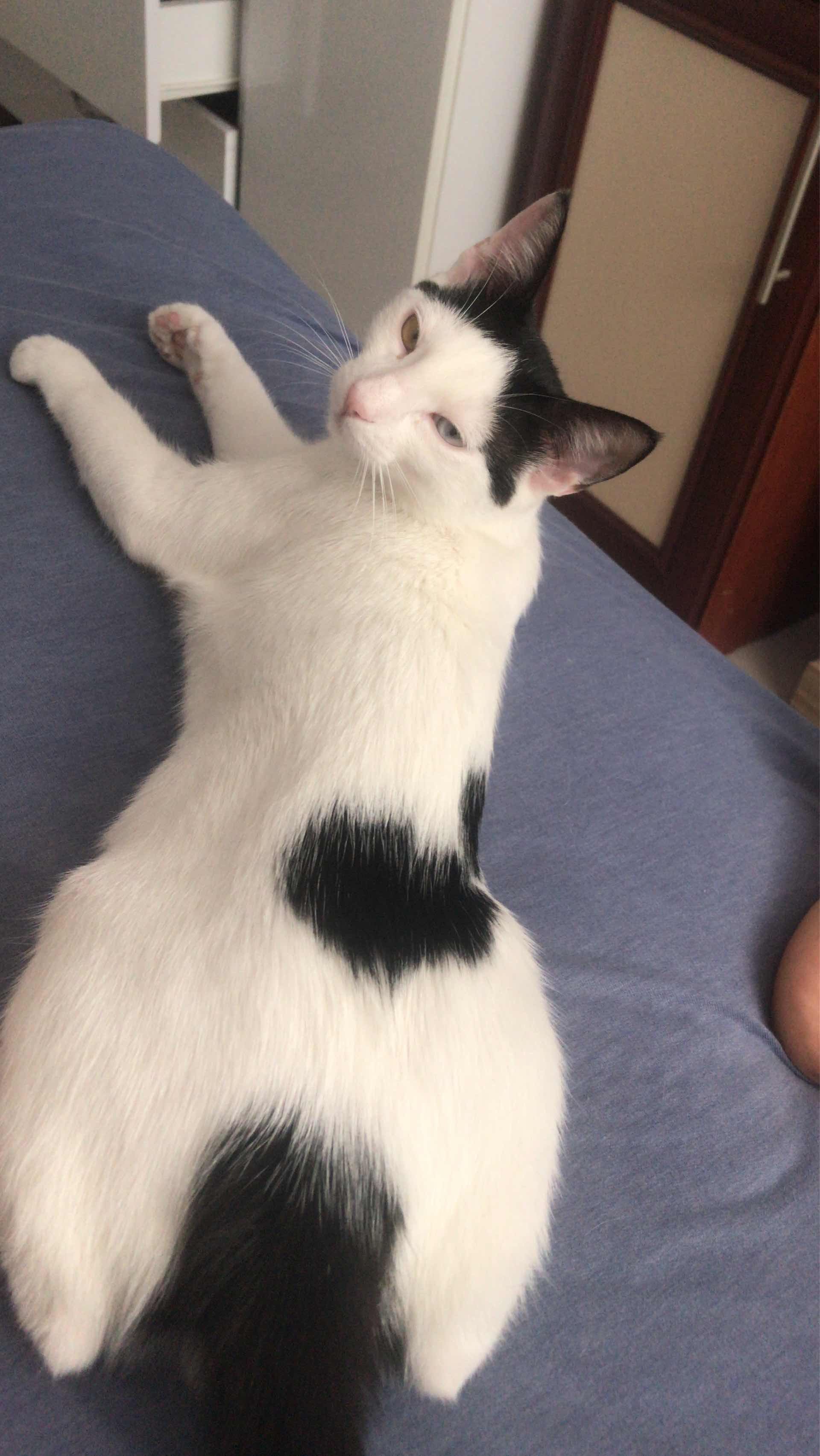kayıp kedi