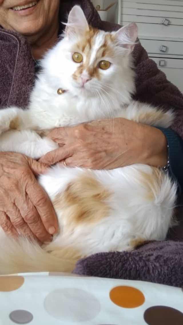 İstanbul Kartal Atalar Tekir Turuncu- Beyaz kedi kayıp 