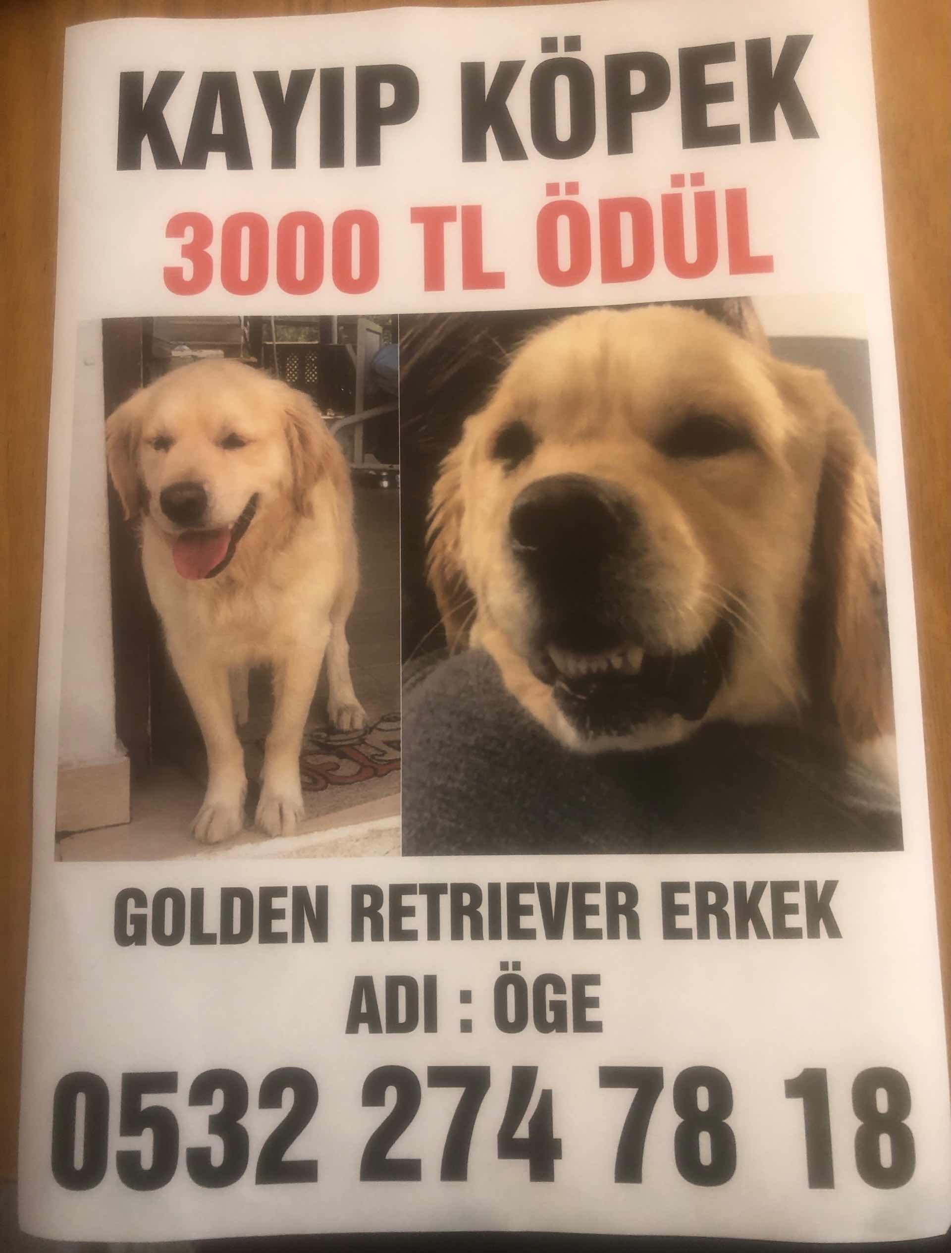 Kayip Erkek Golden Gelibolu Da Ilani 5231 Goren Duyan