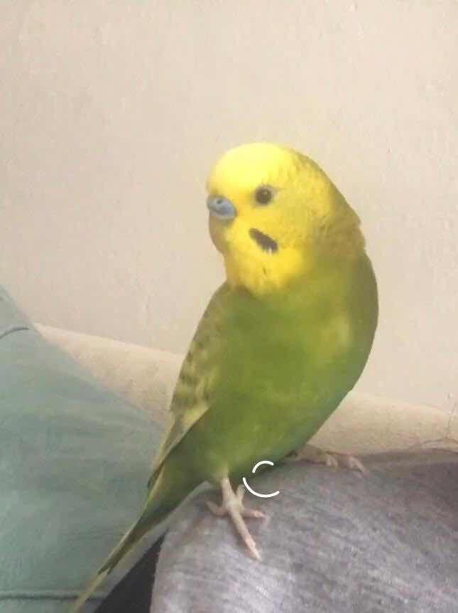 İstanbul Zeytinburnu’n da yeşil sarı kuşum kayboldu