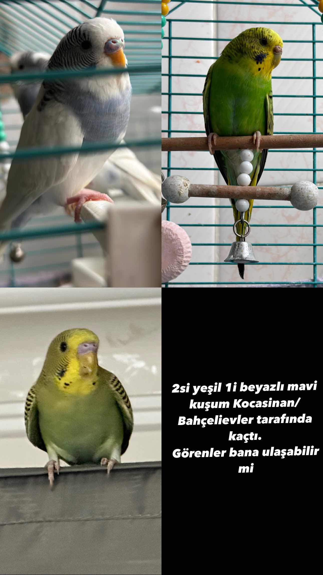 İstanbul Bahçelievler’de 3 Muhabbet kuşum kaçtı.