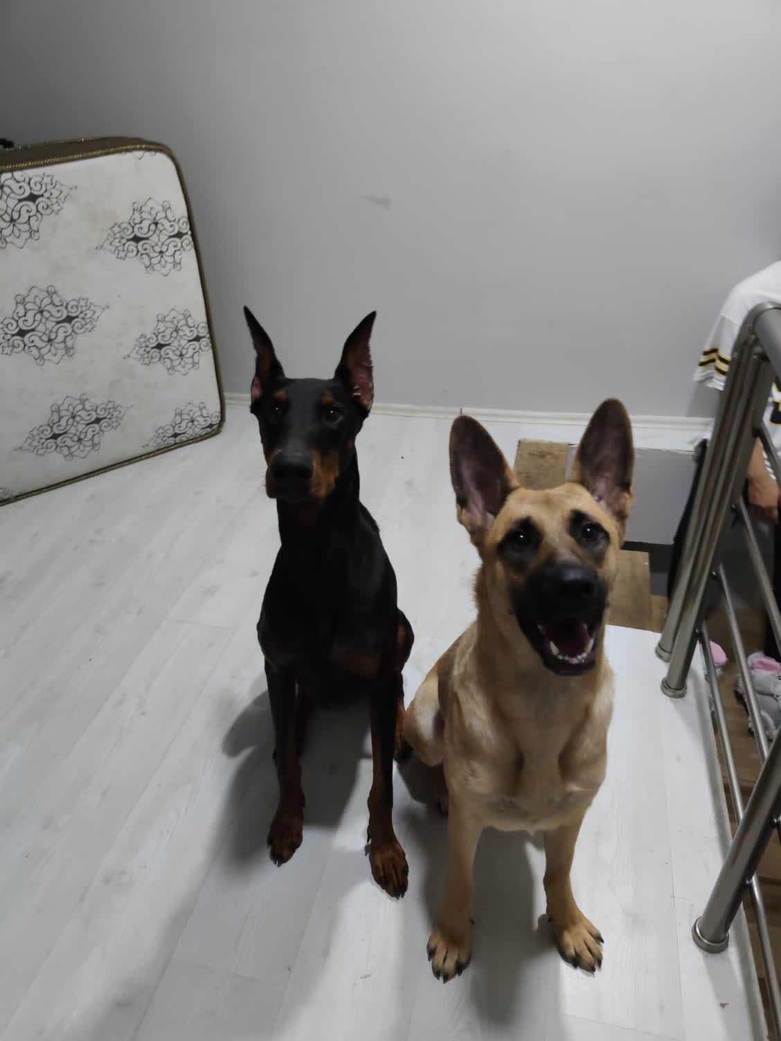 kayıp köpek Gören Duyan