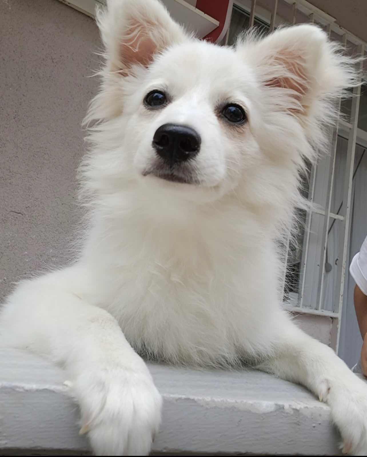 istanbul ümranıyede köpeğim kayboldu 