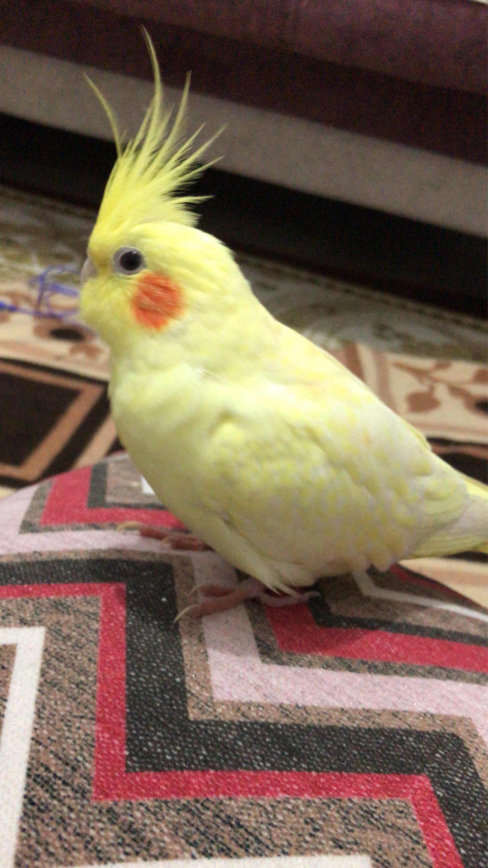sarı sultan papağanım kayıp