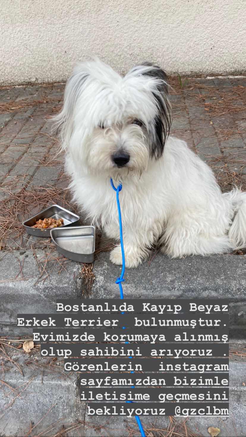izmir bostanlida Beyaz Terrier bulundu