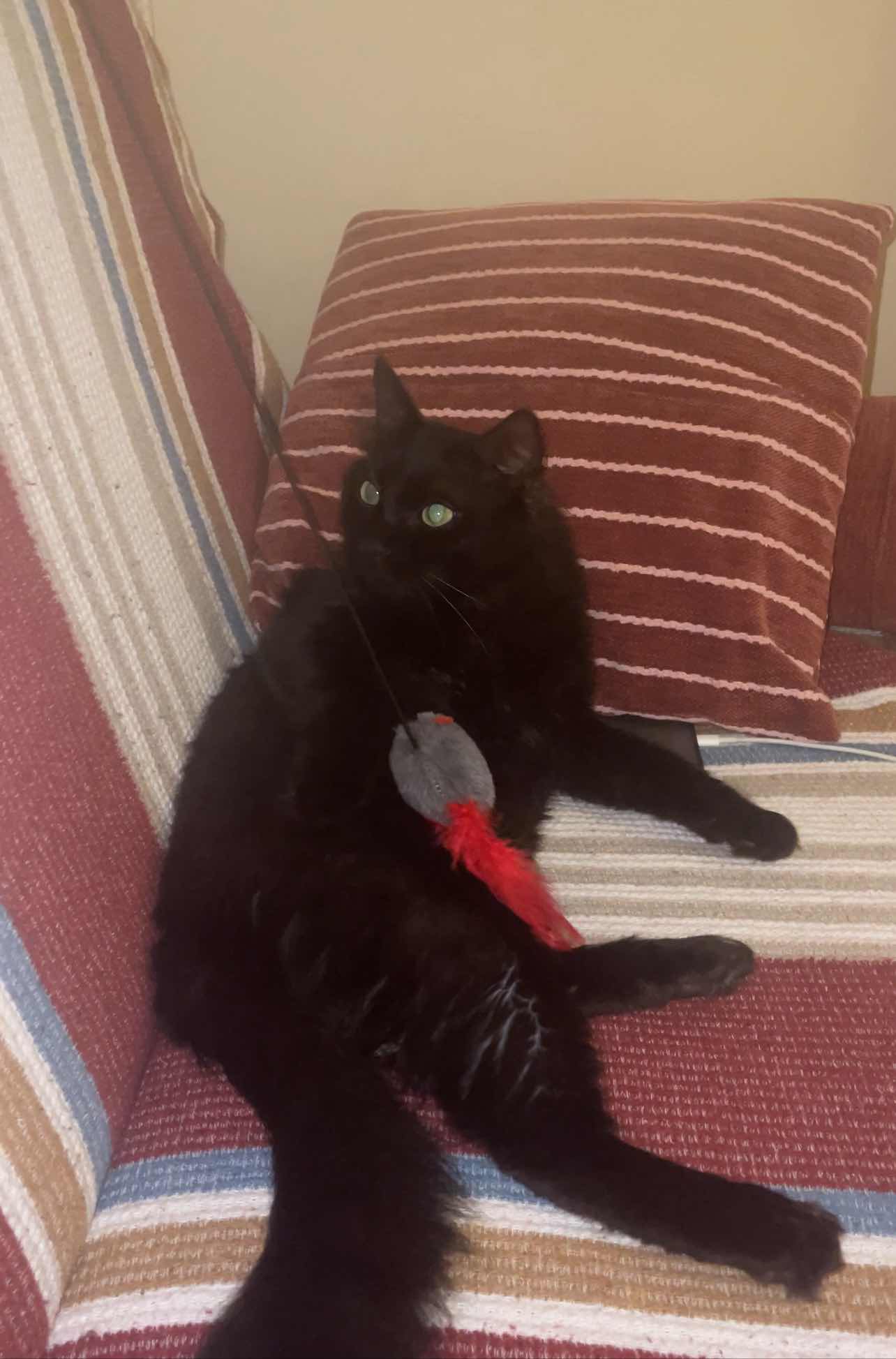 melonn siyah kedi ve çok tüylü 