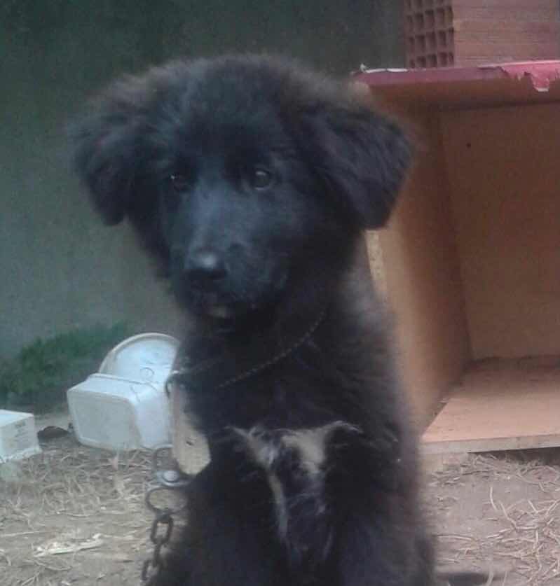 Köpeğim Sakarya Kaynarca da kayboldu 