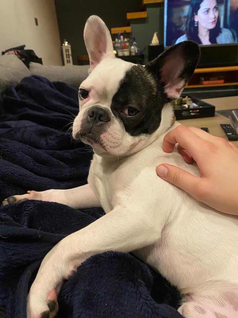 BULANA 10.000 TL ÖDÜL. CİNSİ FRENCH BULLDOG. İSİM MATİ