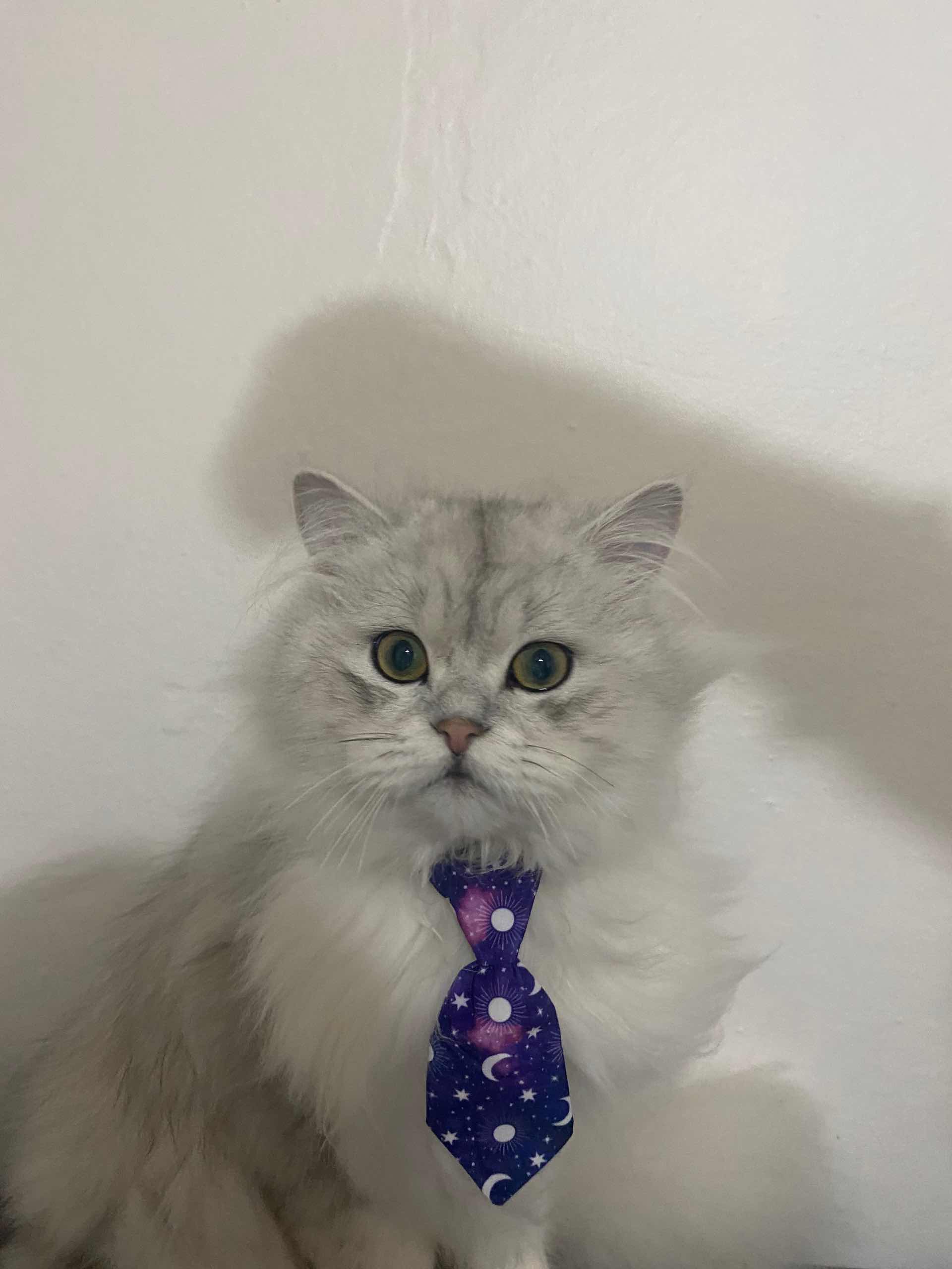 İSTANBUL EYÜPSULTAN KEDİM KAYBOLDU