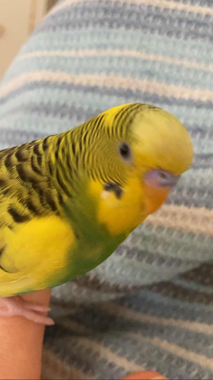 Kırşehir merkezde Sarıyeşil renkli kuşum Limon kayıp 