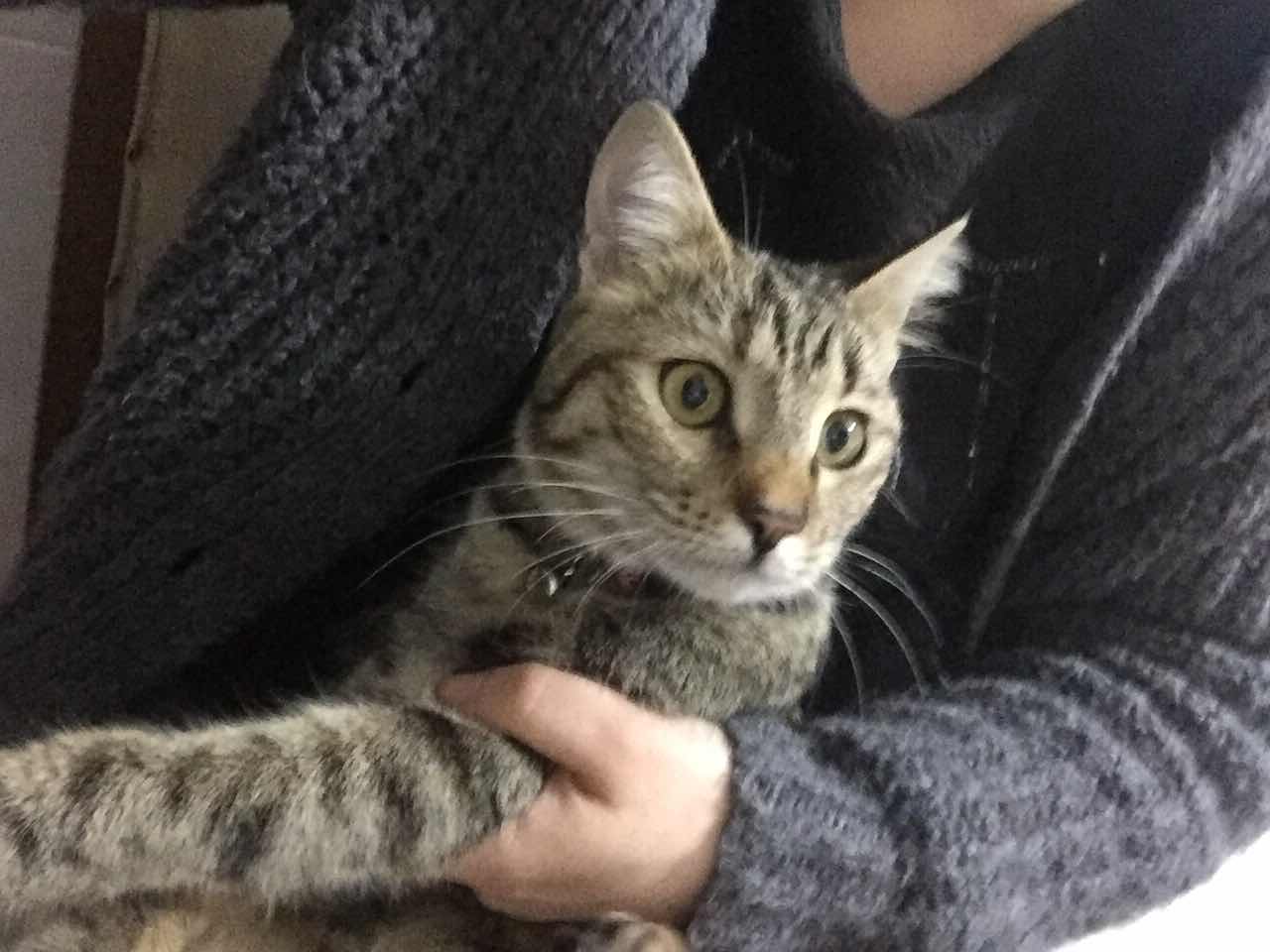 Etlikte kedi buldum Gören Duyan