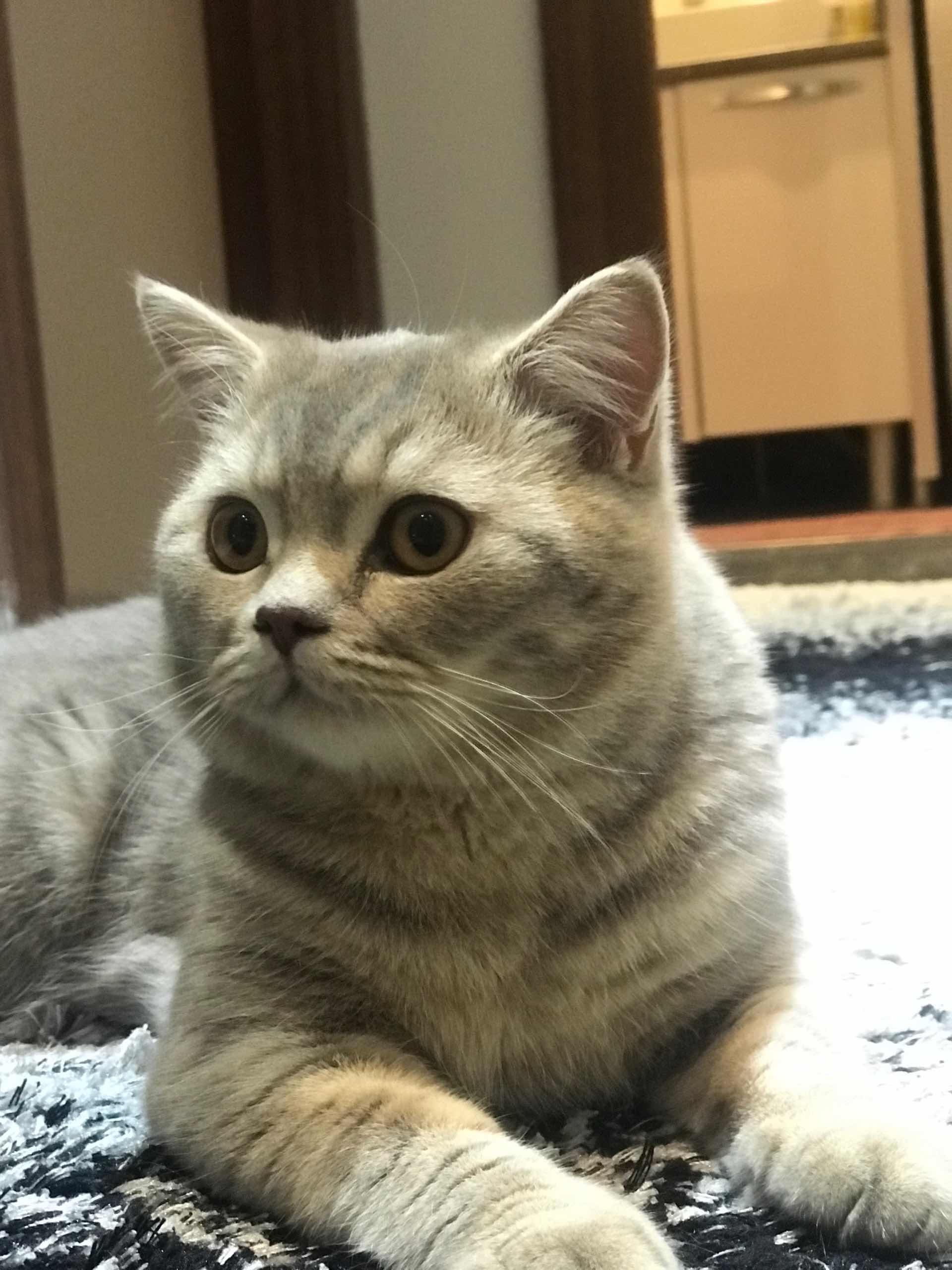 kedi arka ayaklarına basamıyor