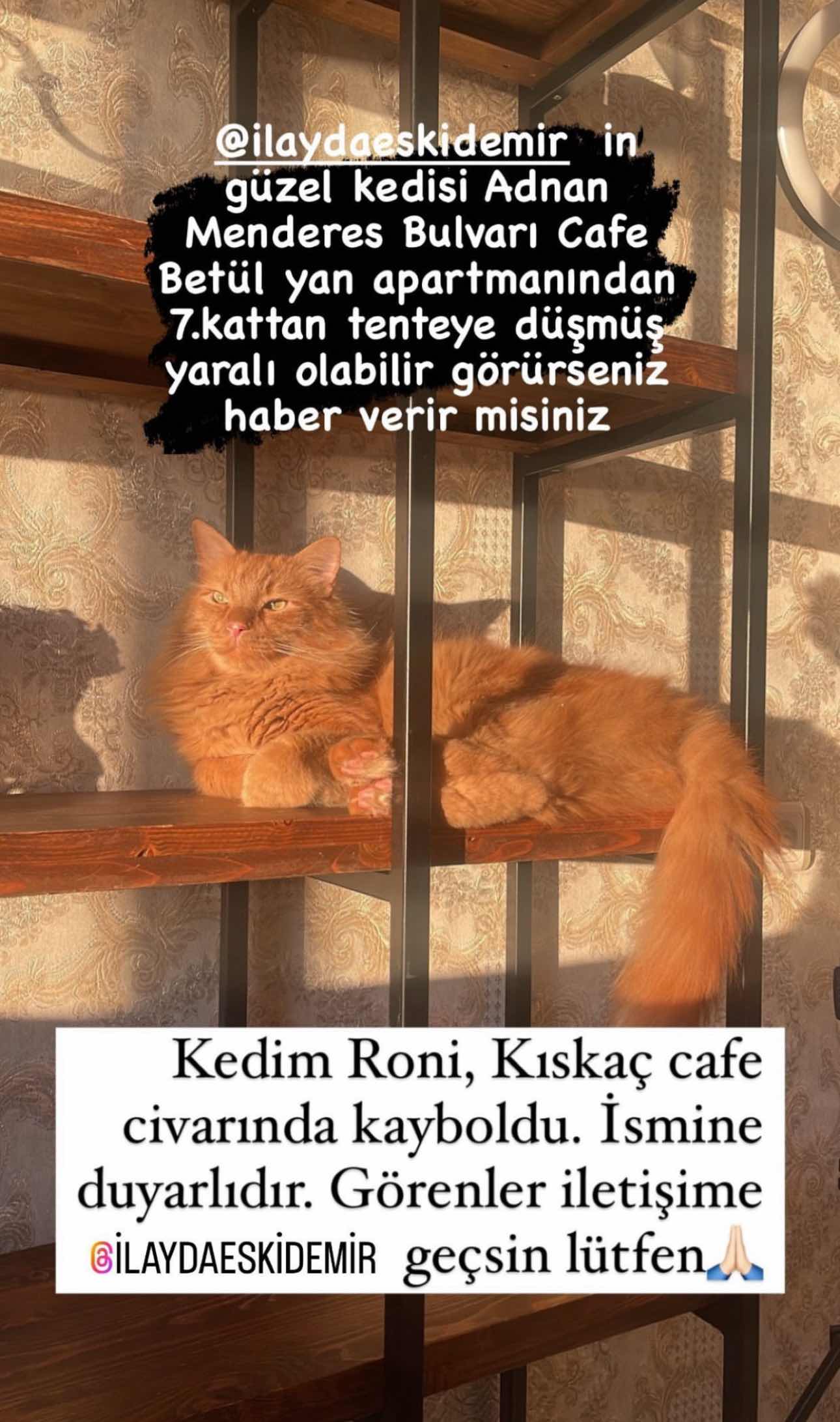 Mersin Adnan Menderes Bulv BetülCafe Civarı Kedim Kayıp