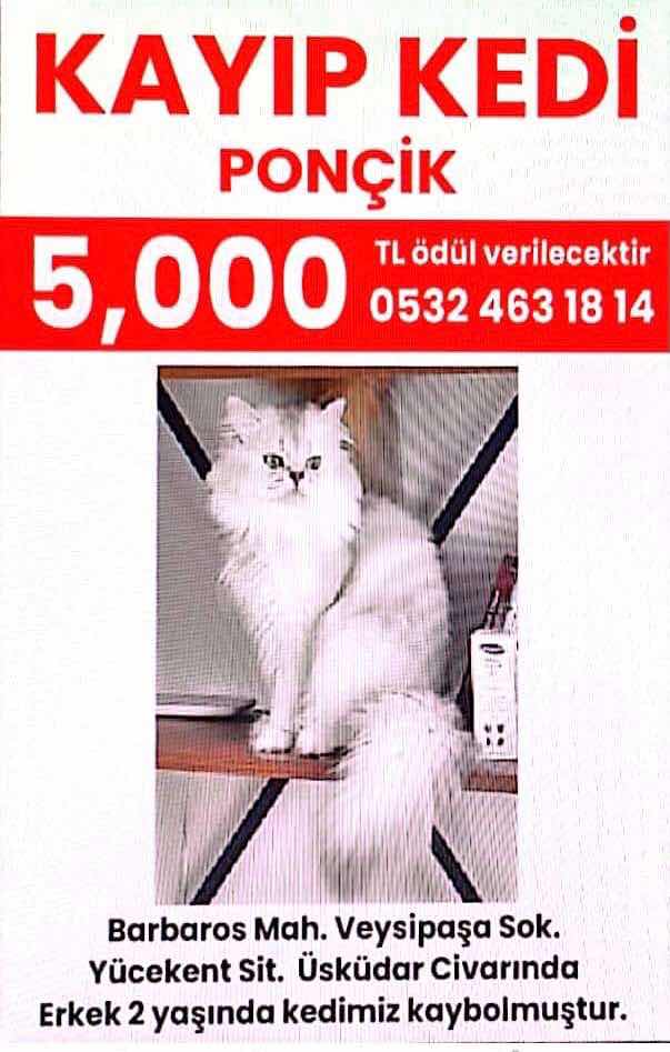 British Longhair kedim İstanbul Koşuyolunds kayboldu.