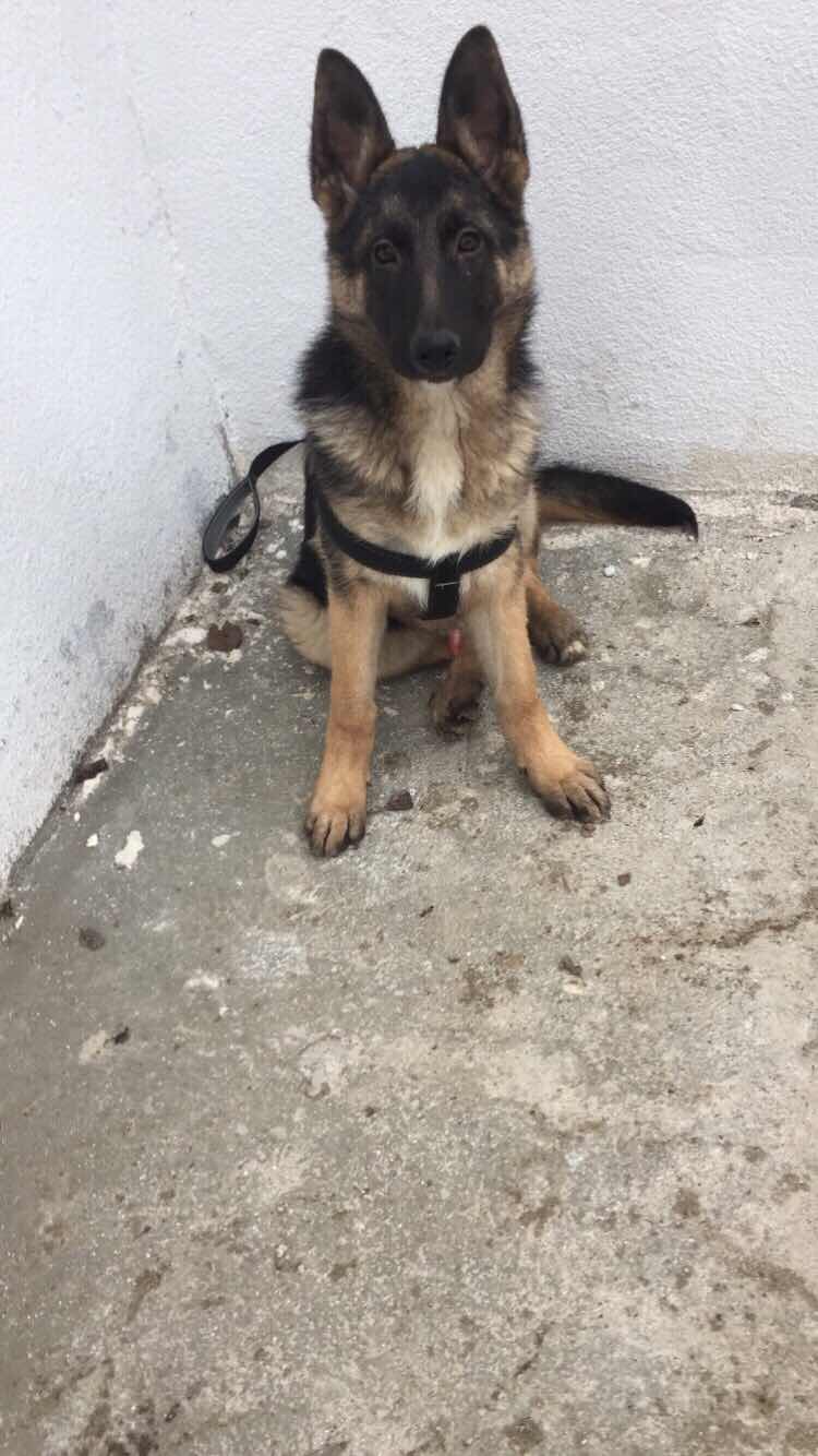 Kayip Kopek Ilani 5134 Goren Duyan