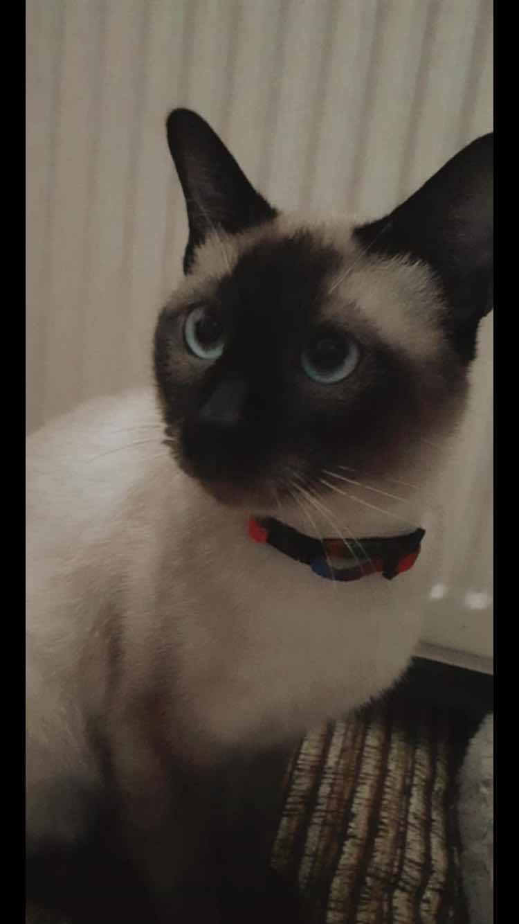 Üsküdar siyam kedim kayboldu Gören Duyan