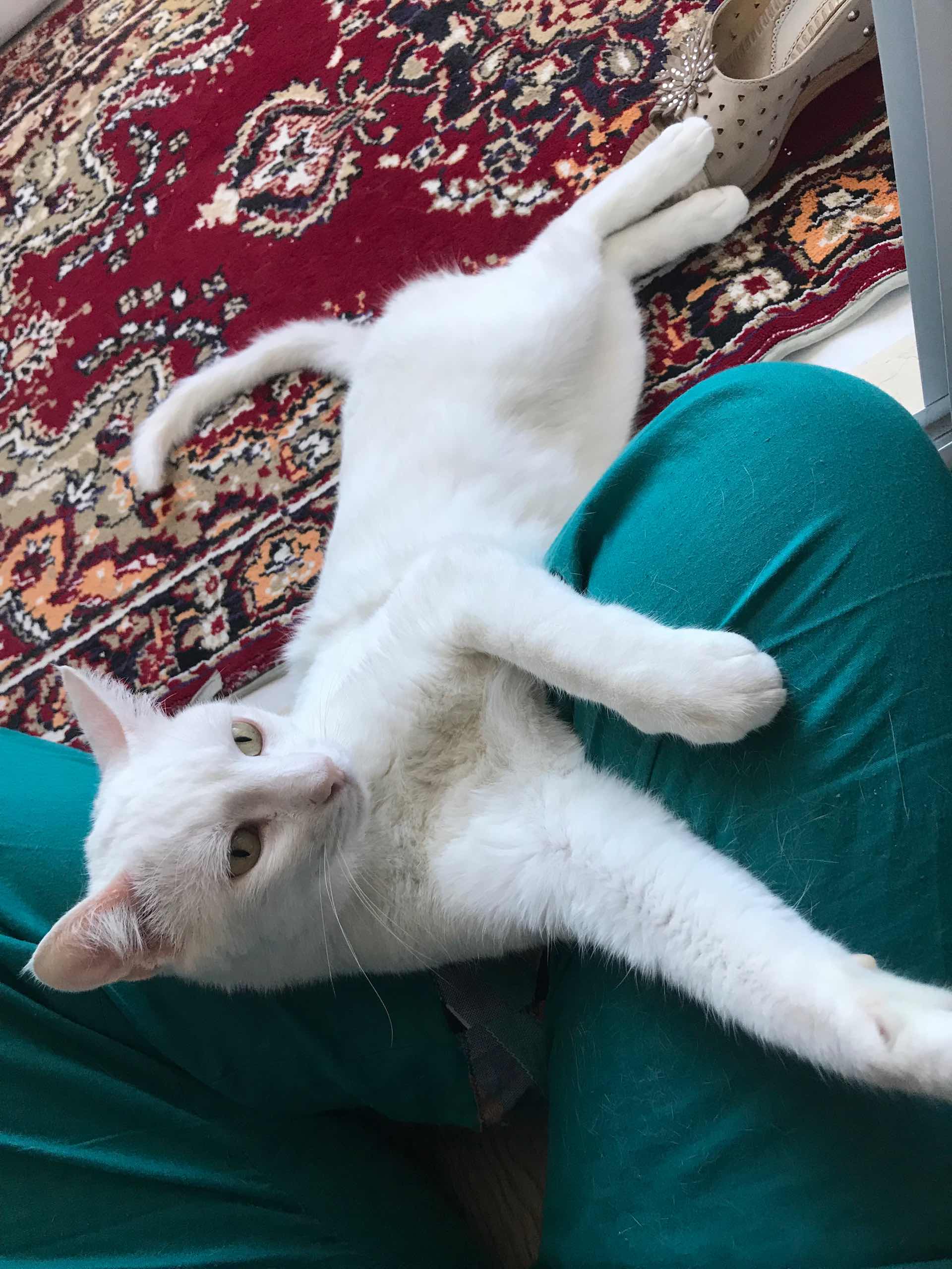 dişi van kedisi buldum İlanı 3368 Gören Duyan